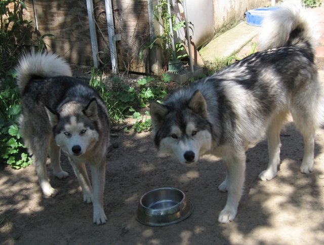 Jaeger and Moose Jaeger and Moose