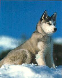 siberian2.jpg (10172 bytes)